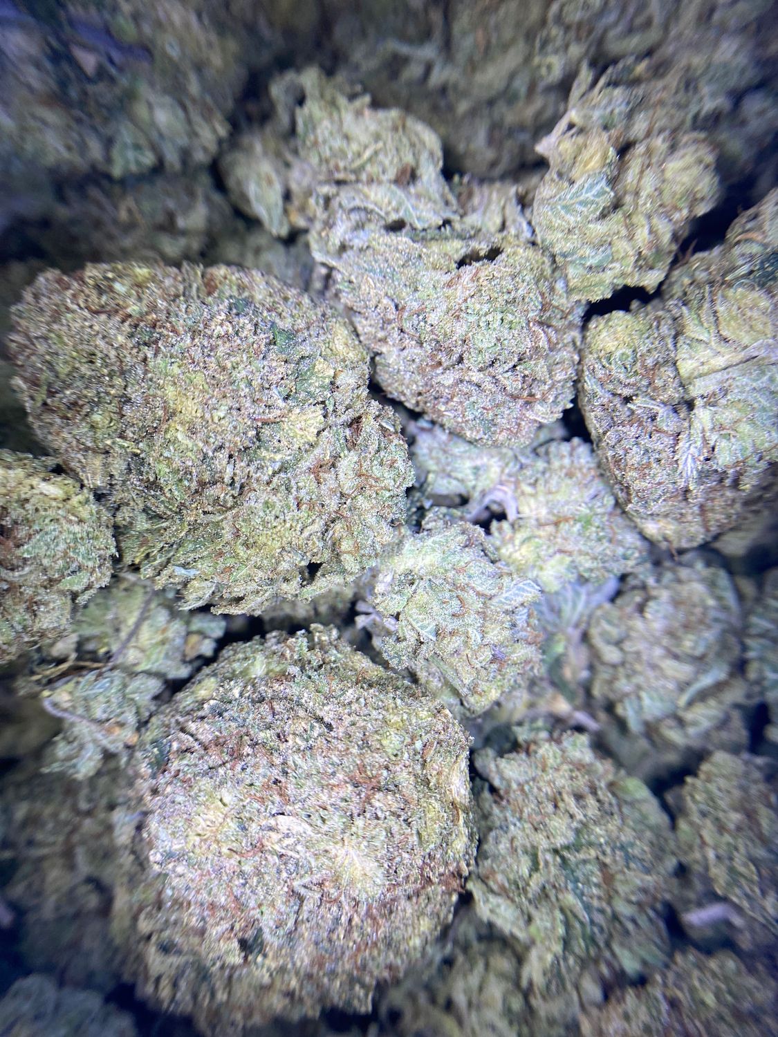 GOLD | GG4 | Indica/Hybrid | 27%