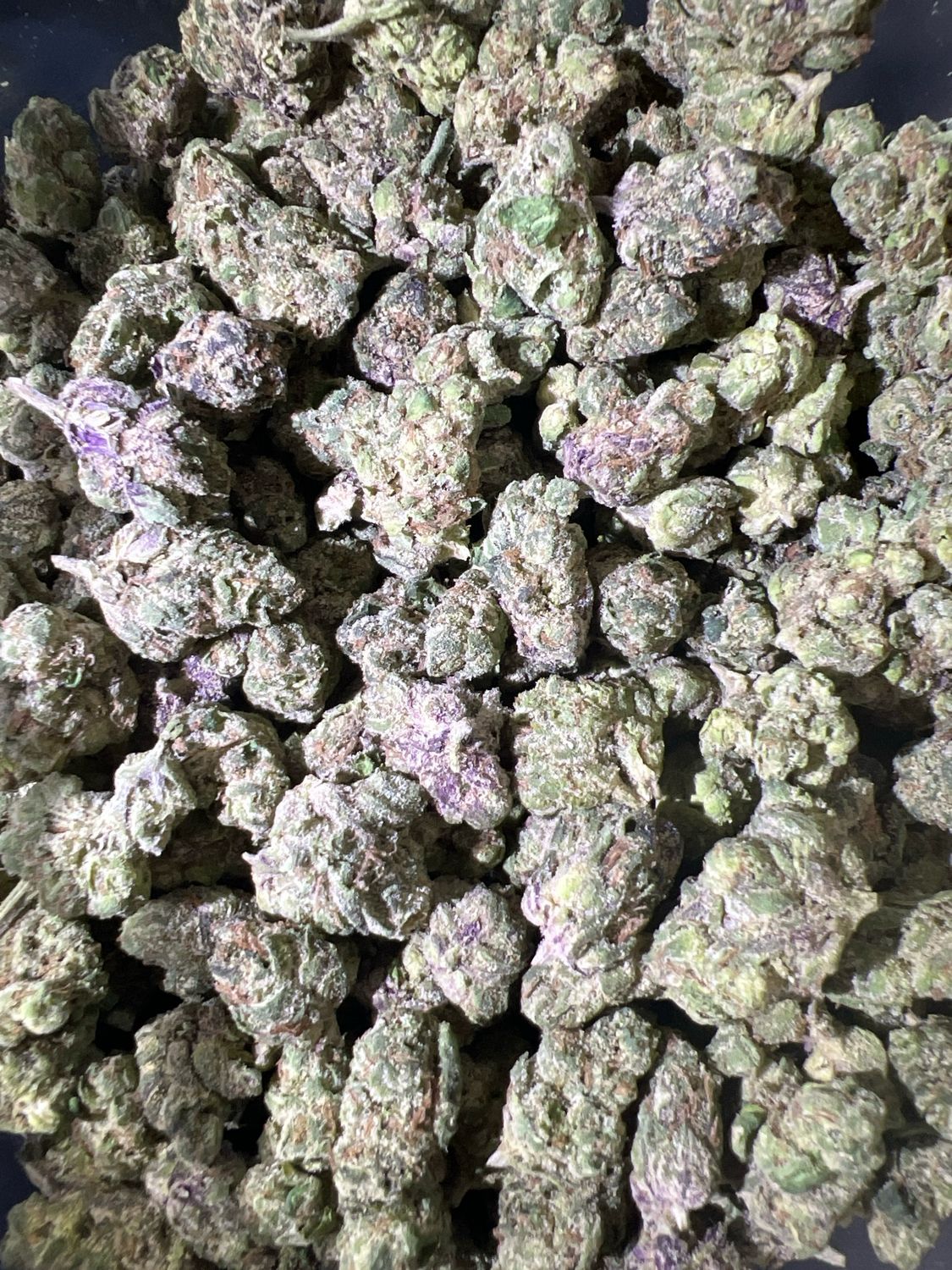 GOLD | Lemon Cherry Sherbet | Hybrid | 25%