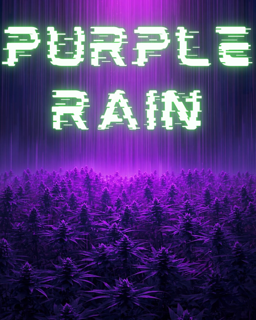 DIAMOND | Purple Rain | Indica Hybrid 33%