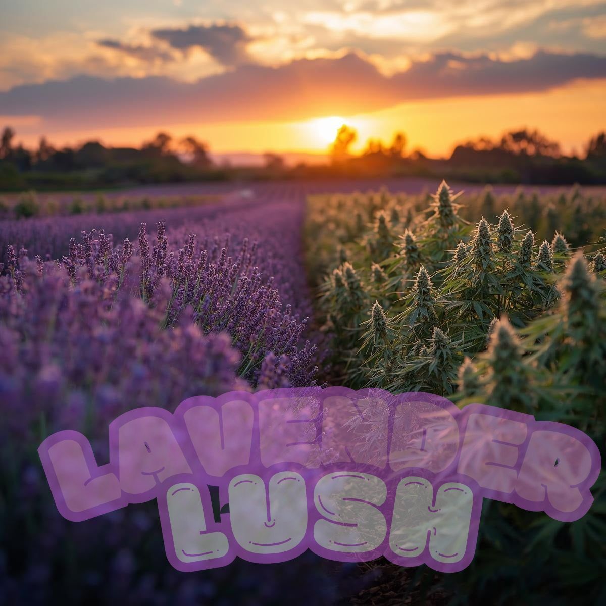 2g Live Resin Sugar | Lavender Lush | S/H