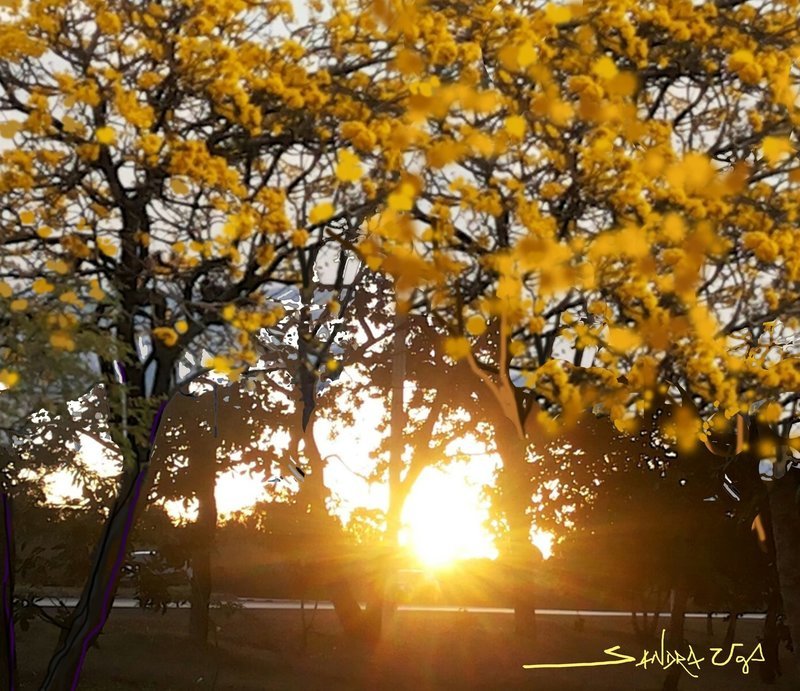 Ipês ao Pôr do Sol