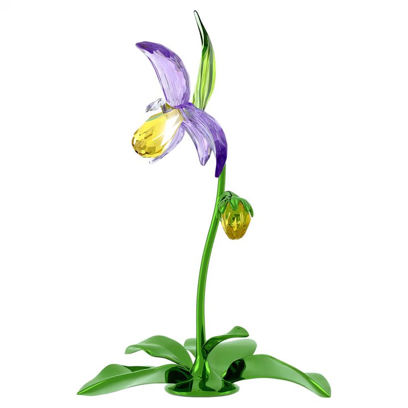 Florere Lady Slipper Orchid 5721548