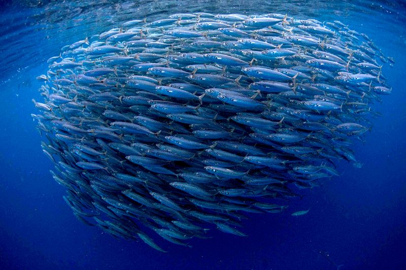World Oceans Day Print Raffle