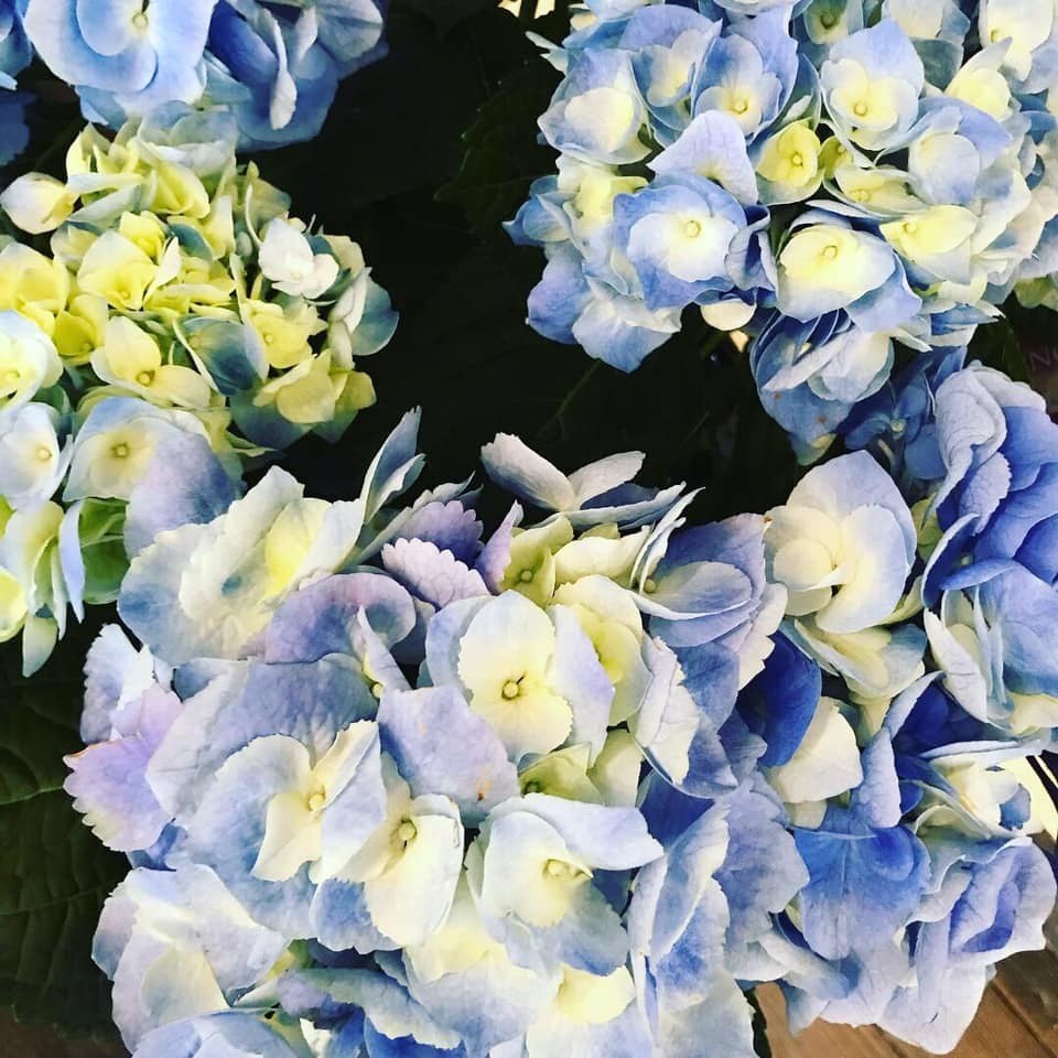 Blue Hydrangea by Twigs Florist