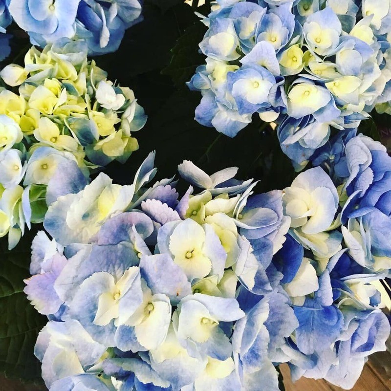 Blue Hydrangea by Twigs Floral Design