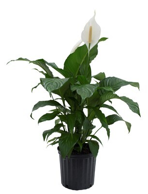 Peace Lily by Twigs Floral Design