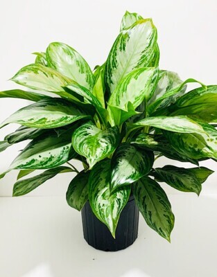 Chinese Evergreen by Twigs Florist