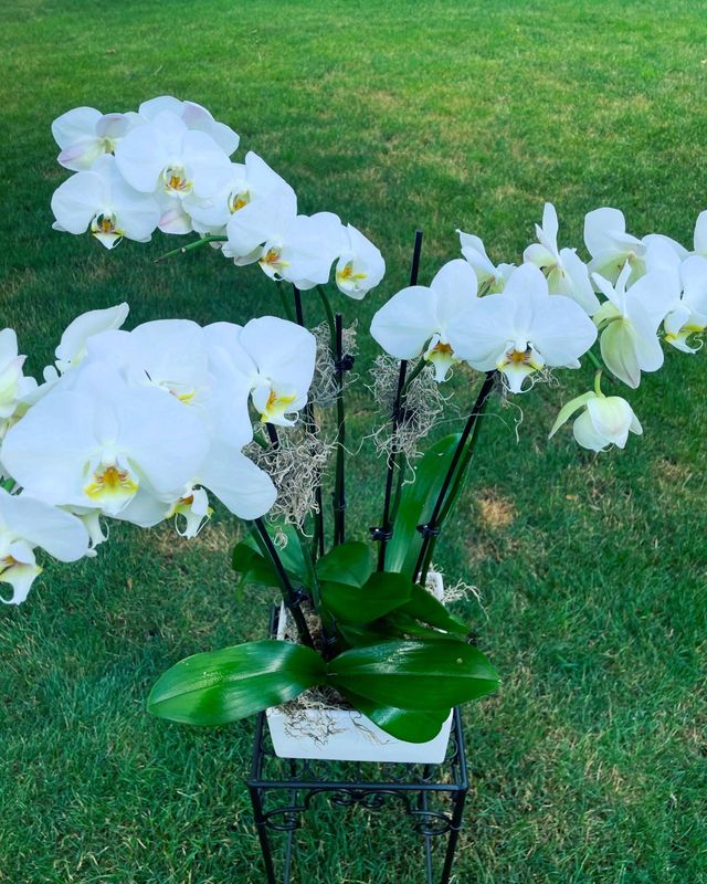 Tall Blooming Orchid Garden by Twigs Floral Design