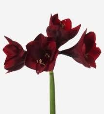 Amaryllis Burgundy - by Twigs Floral Design
