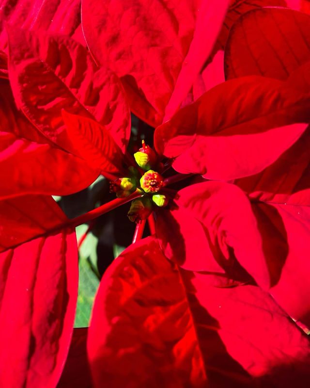 Poinsettia - Red - by Twigs Floral Design