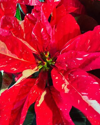 Poinsettia - Jingle Bells - by Twigs Floral Design