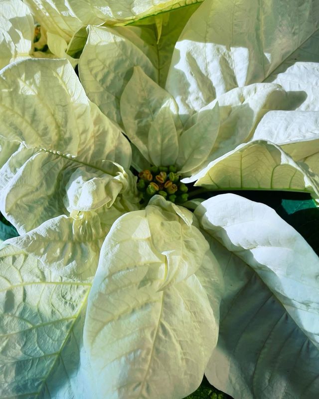 Poinsettia - White - by Twigs Floral Design
