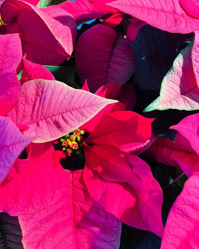 Poinsettia - Pink - by Twigs Floral Design