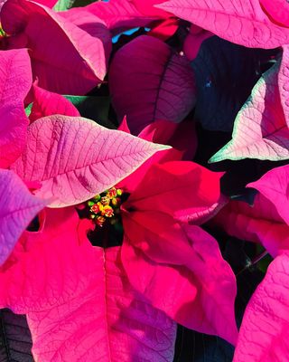 Poinsettia - Pink - by Twigs Floral Design