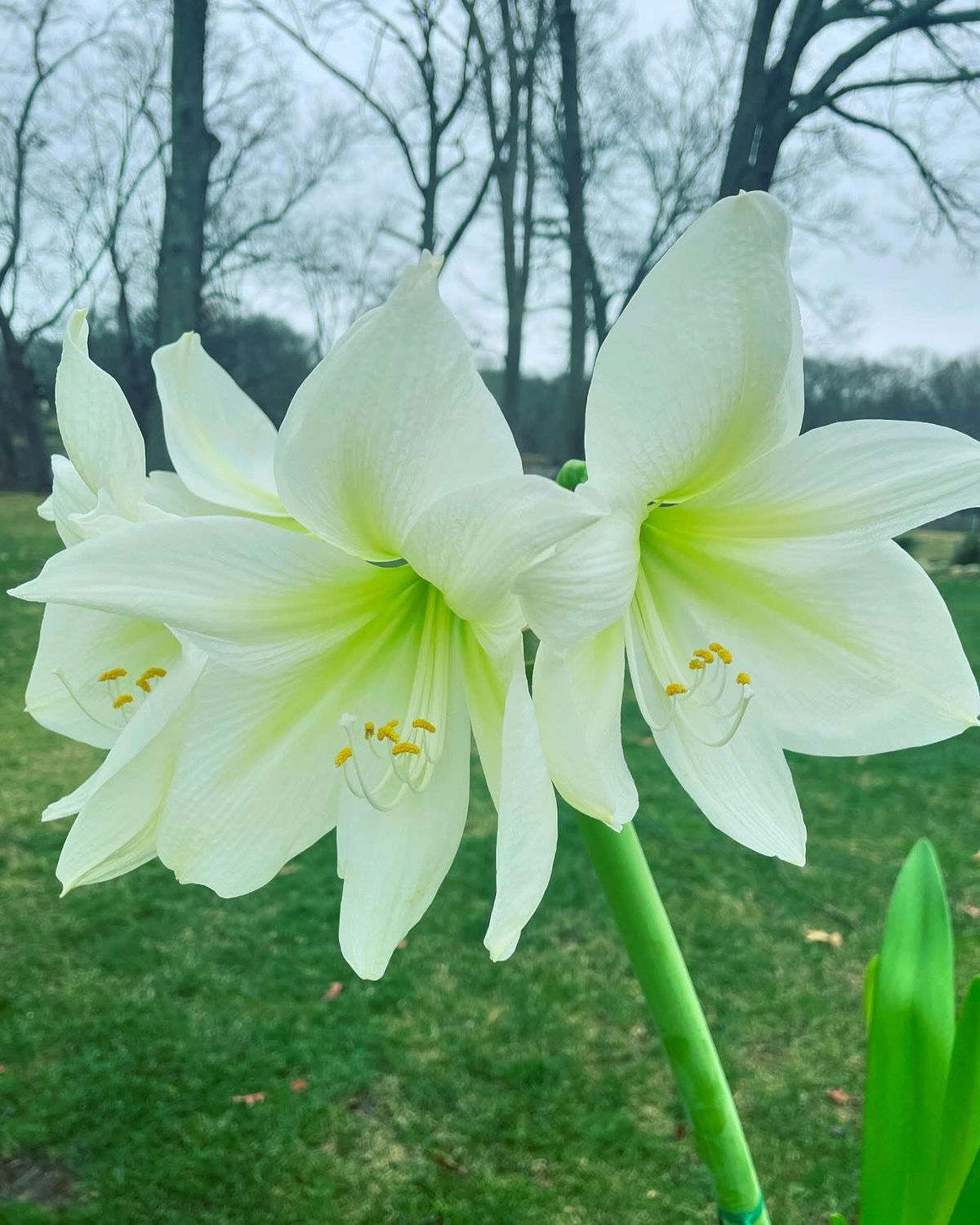 Amaryllis White - by Twigs Floral Design