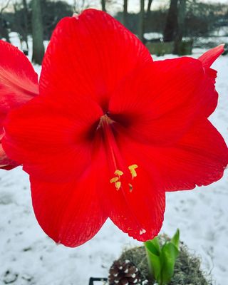 Amaryllis Red - by Twigs Floral Design
