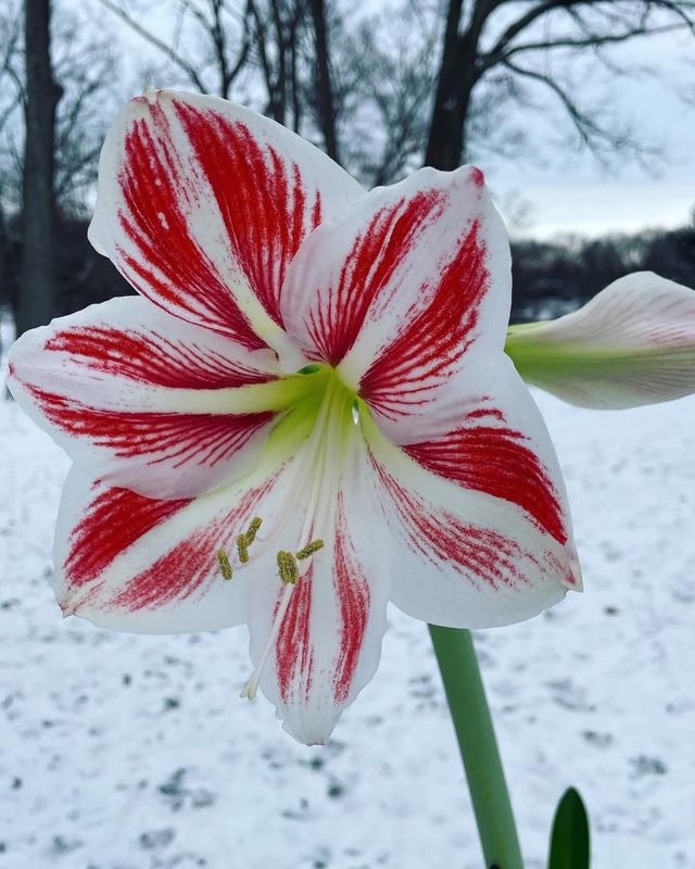 Amaryllis Peppermint - by Twigs Floral Design