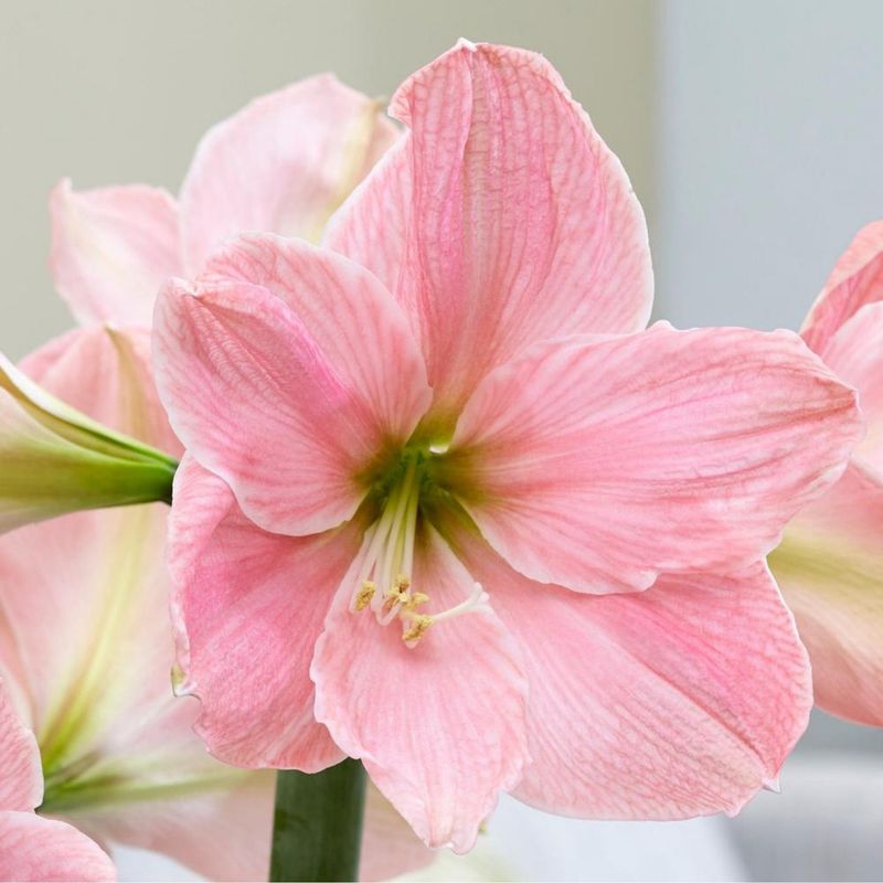 Amaryllis Pink - by Twigs Floral Design