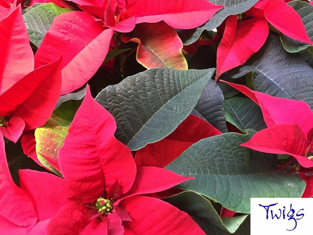 Poinsettia - Red - by Twigs Florist