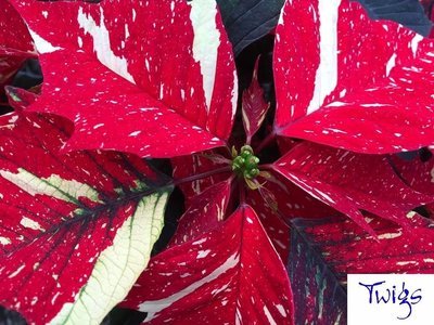 Poinsettia - Jingle Bells - by Twigs Florist