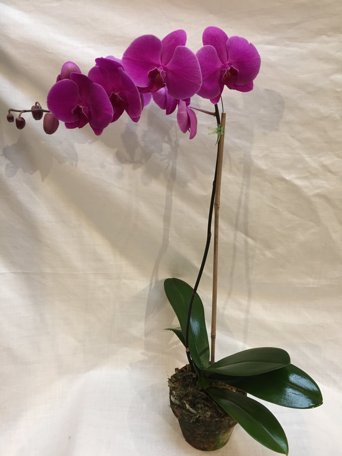 Pink Blooming Orchid by Twigs Florist