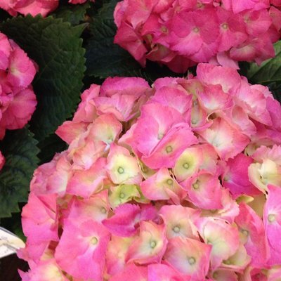 Pink Hydrangea by Twigs Floral Design