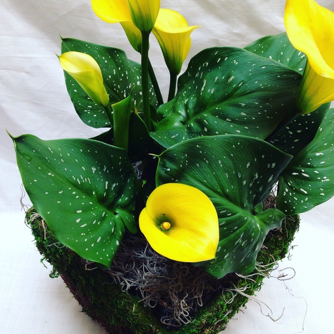 Calla Lily Plant by Twigs Florist