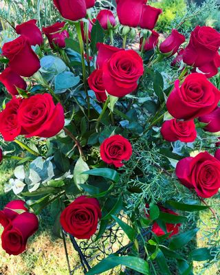 Roses - Fresh Flowers