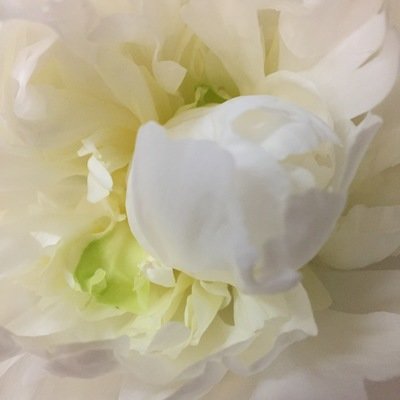 Love &amp; Romance Flowers