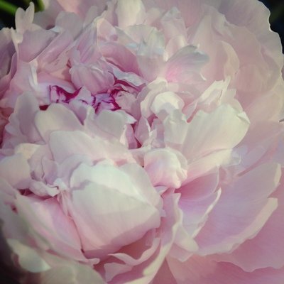 Administrative Professional Flowers