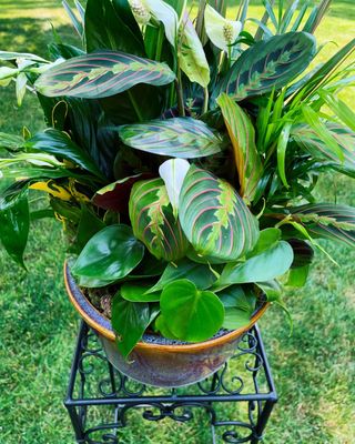 Dishgarden by Twigs Floral Design