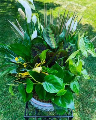 Dishgarden II by Twigs Floral Design