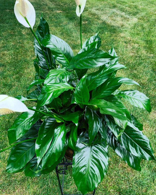 Peace Lily by Twigs Floral Design