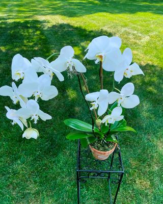 Tall White Blooming Orchid by Twigs Floral Design