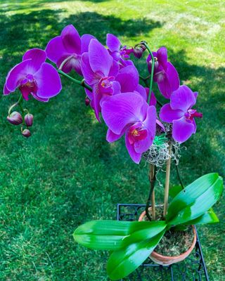 Tall Pink Blooming Orchid by Twigs Floral Design