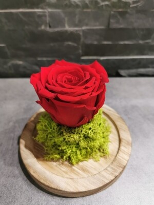 Fleurs Eternelles