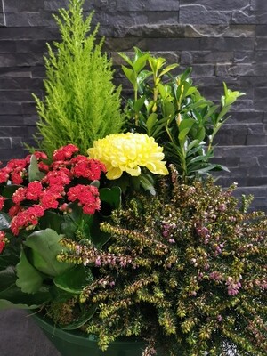 Plantes