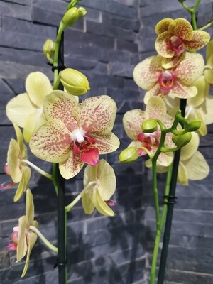 Orchidées
