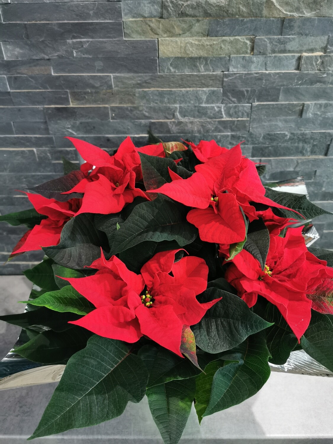 Poinsettia taille moyenne 