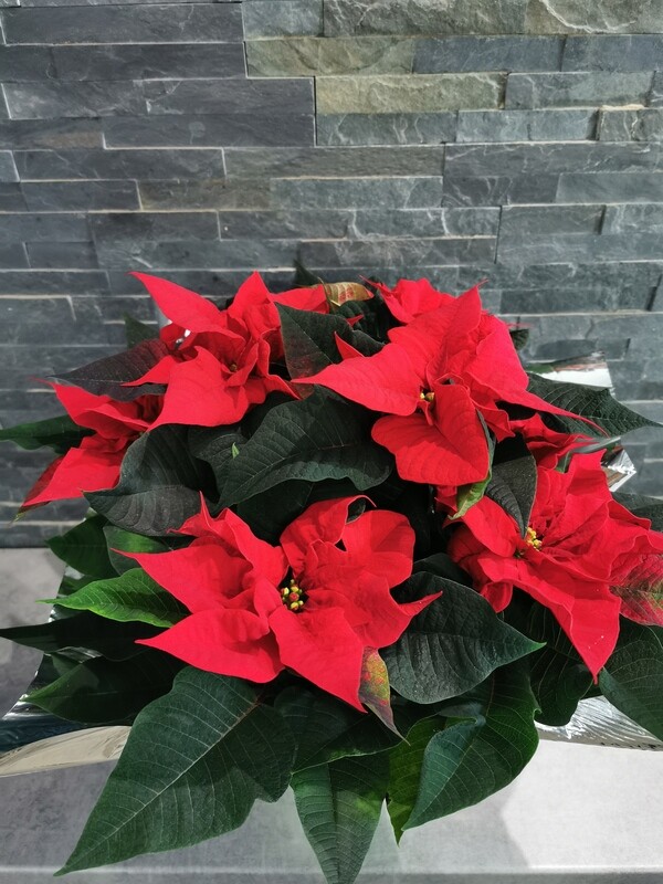 Poinsettia taille moyenne 
