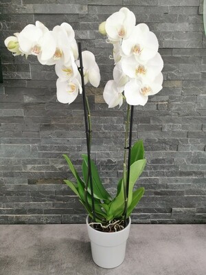 Orchidée "Phalaenopsis"