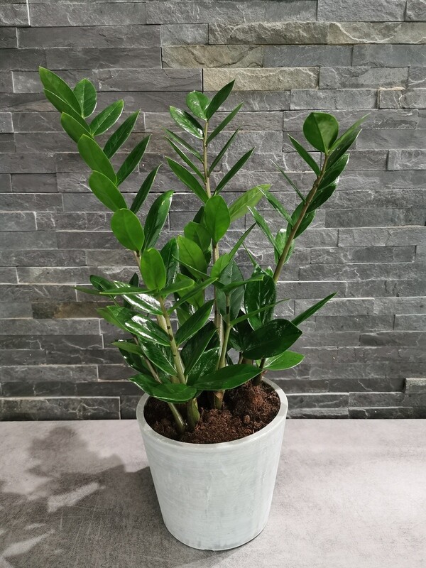 Zamioculcas