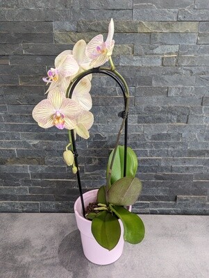 Orchidée en cascade "Phalaenopsis"