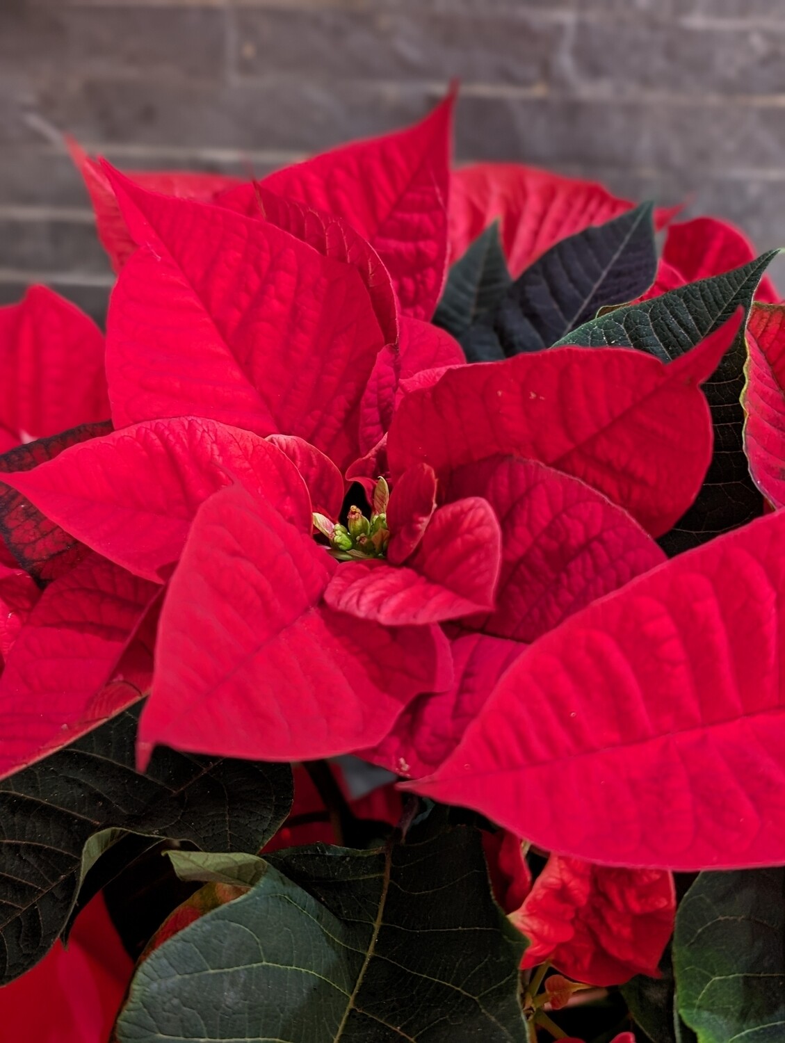 Poinsettia grande taille 