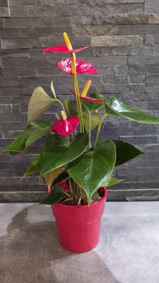 Anthurium
