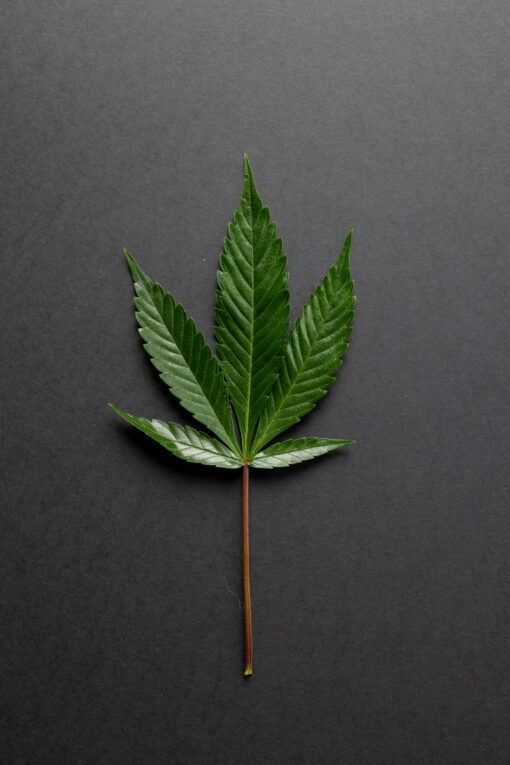 Platinum Lemon Cherry Gelato (LCG), weight: 1 Gram