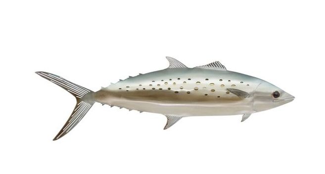 Spanish Mackerel Single
