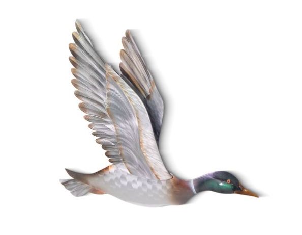 Male Mallard Flying Wings Up