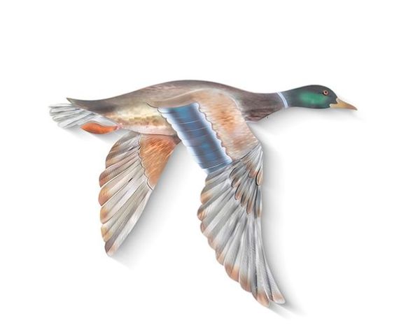 Male Mallard Flying Wings Down