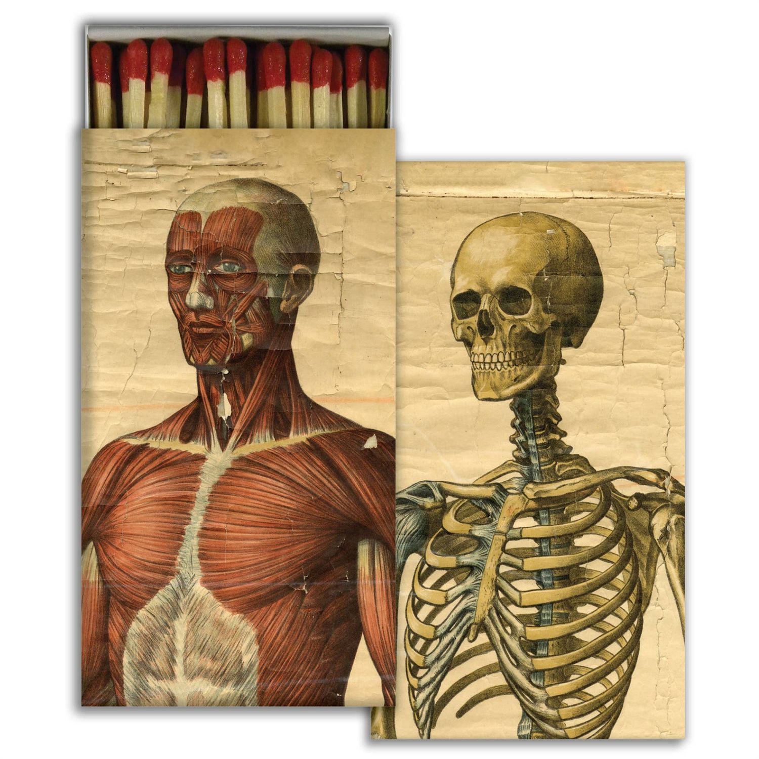 Matches - Muscle Man &amp; Skeleton